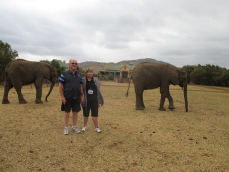 With the Elephants-1